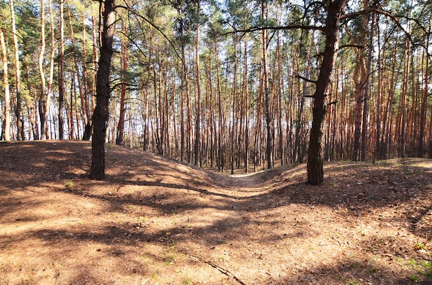 Lente zonnig landschap in een dennenbos in fel zonlicht.