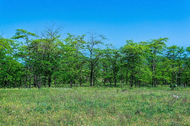 Lente zonnig open boslandschap met bloeiende weide en loofbossen