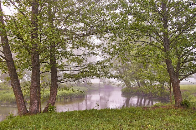 Lente Zonsopgang landschap Rivier in pittoresk park Zomer mistige rustige ochtend landelijke scène