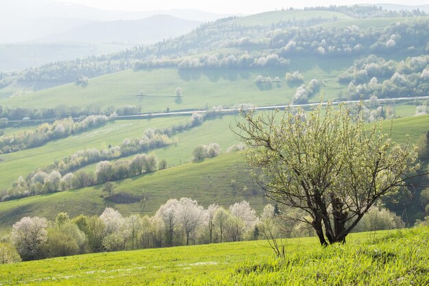 Lenteavond landschap met groene velden en heuvels van de Karpaten