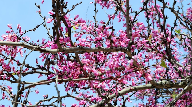 Lentebloei Cercis in Spanje. Roze bloemen en blauwe lucht. Spaanse sakura.