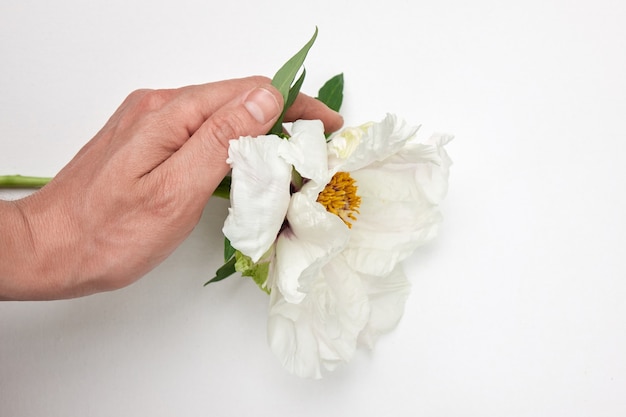 Lentebloei Pioen van sensualiteit en raak de hand van de mens de delicatesse van de natuur. Warmte en tederheid van de natuur.
