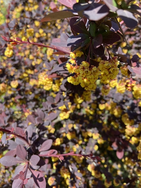 Lentebloei van berberis thunbergii of atropurpureapur