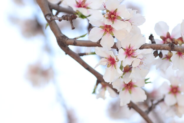 lentebloei van bloemen aan een boom witte bloemen wespen en hommels voor een wandeling