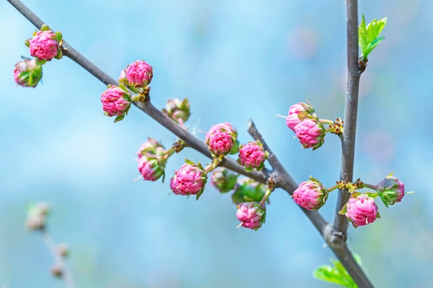 Lentebloei van fruitbomen