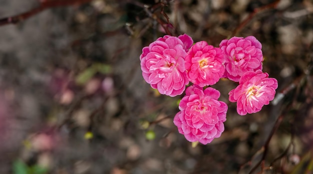 Lentebloei van roze bloemen op de takken Breedbeeldbeveiliging Selectieve soft focus