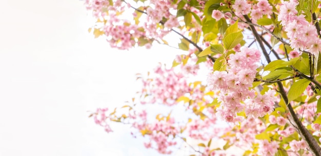 Foto lentebloei van sakura een feestelijke bruiloft groetenkaart bruiloft uitnodiging