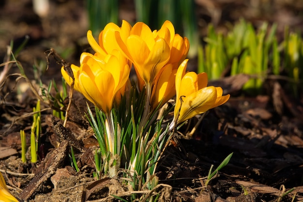 Lentebloem Crocus.