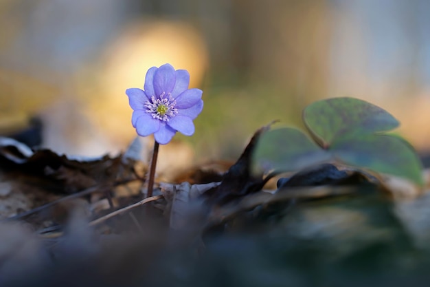 Lentebloem Mooie bloeiende eerste kleine bloemen in het bos Hepatica Hepatica nobilis