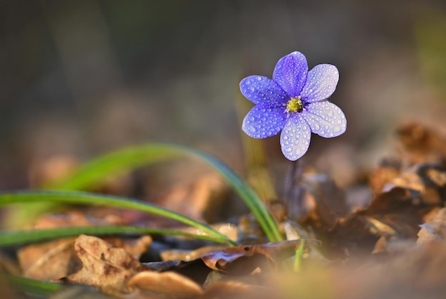 Lentebloem Mooie bloeiende eerste kleine bloemen in het bos Hepatica Hepatica nobilis