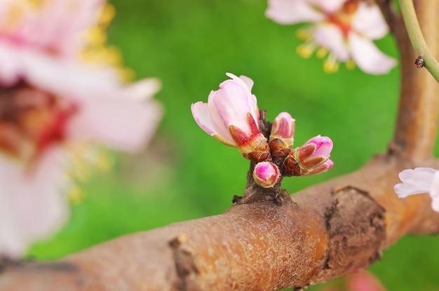 Lentebloem op boom Element van ontwerp