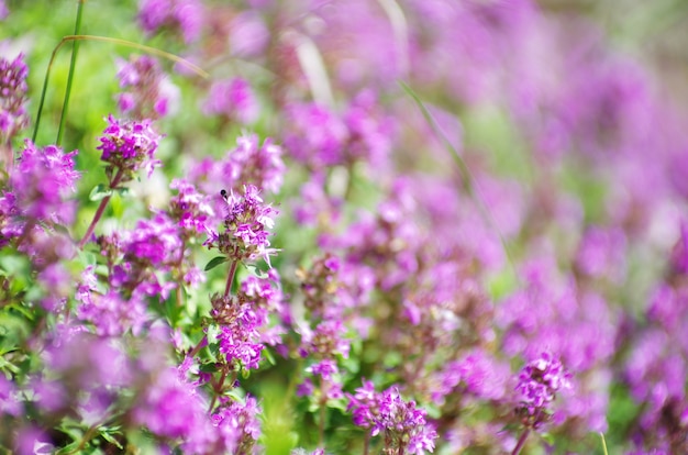 Lentebloem op het veld