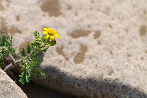 Lentebloem overleeft op de rots