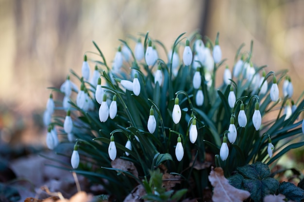 Lentebloem sneeuwklokje is de eerste bloem in het einde van de winter en het begin van de lente.