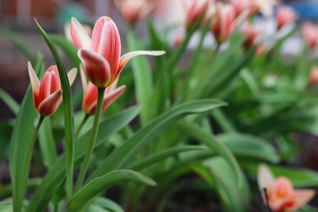 Lentebloem tulp op de grond