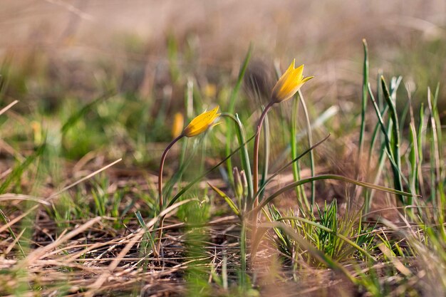 Lentebloem van Gagea lutea of gans uien close-up gele StarOfBethlehem