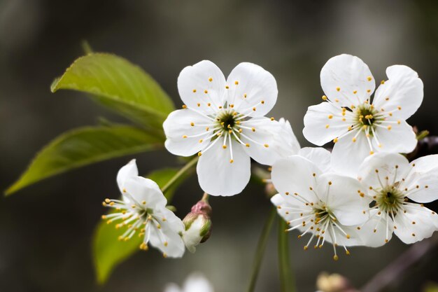 lentebloemen aan de appelboom