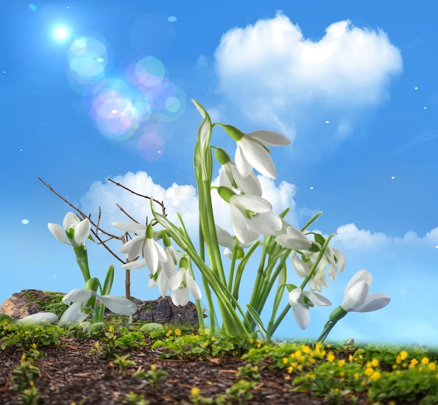 lentebloemen, blauwe lucht, fel zonlicht natuur landschap banner sjabloon achtergrond banner