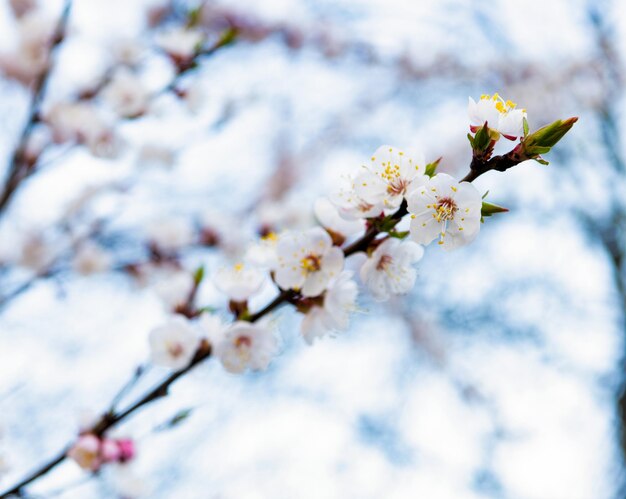 Lentebloemen bloeien op sakura boomtak op natuurlijke onscherpe achtergrond, bloesem.