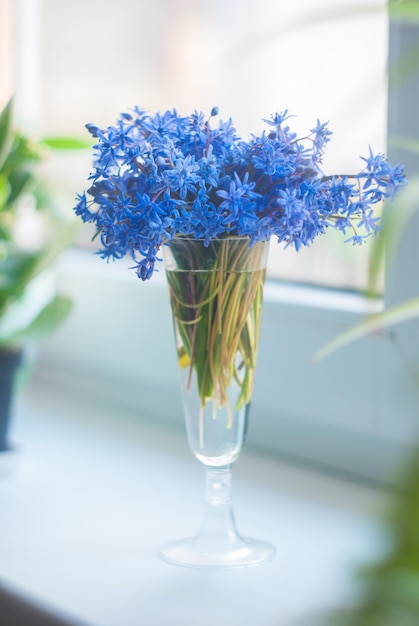 Lentebloemen boeket in wijnglas op de vensterbank Scilla siberica of blauwe sneeuwklokjes in een glazen vaas Selectieve focus