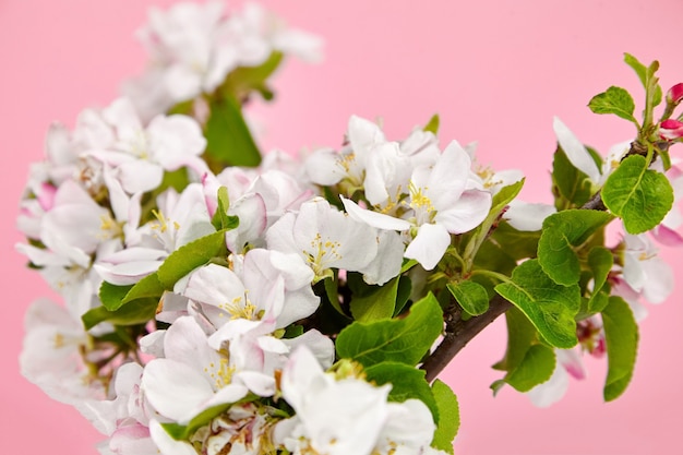 Lentebloemen, de vertakking van de beslissingsstructuur van appel met roze en witte bloemen en groene bladeren op roze achtergrond, selectieve aandacht. Lente bloesem