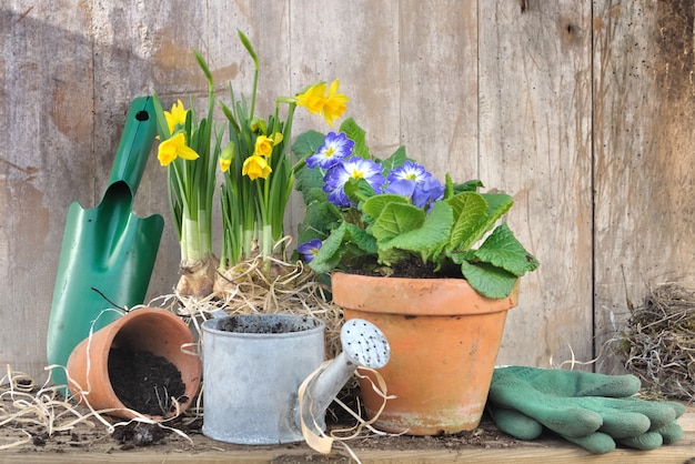 Lentebloemen en gieter