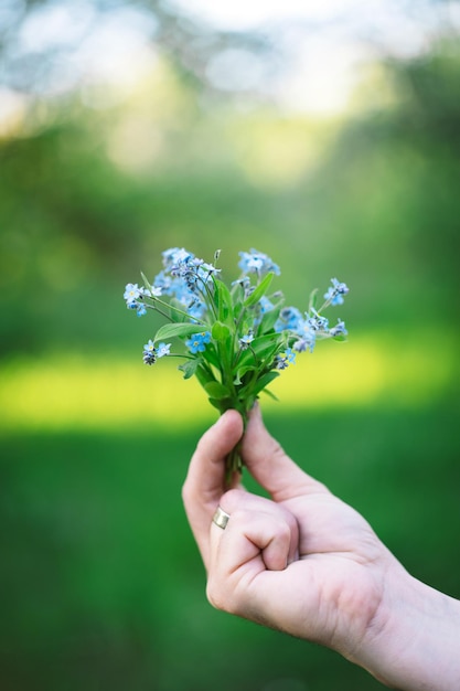 Lentebloemen Forgetmenot bloemen in een hand Schorpioengrassen Lente