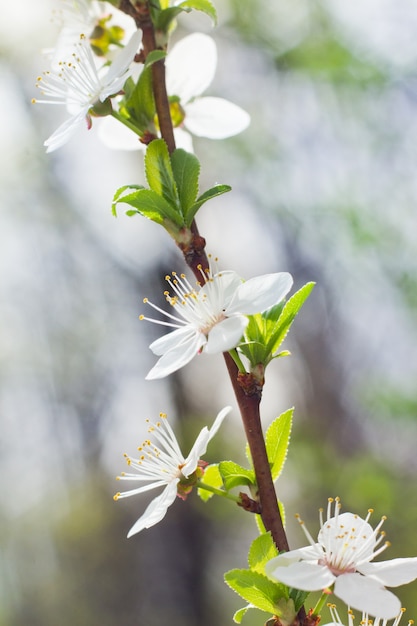 Lentebloemen in boomgaard