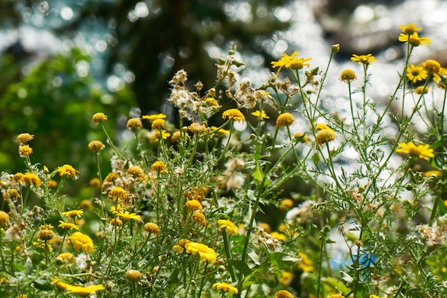 Lentebloemen in de natuur