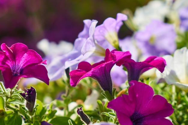 Lentebloemen in de natuur