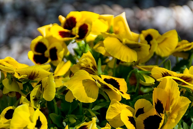 Lentebloemen in de tuin Prachtig lente- of paastafereel met viooltjes in pot