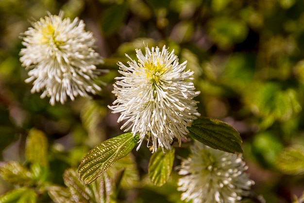 Lentebloemen in de tuin