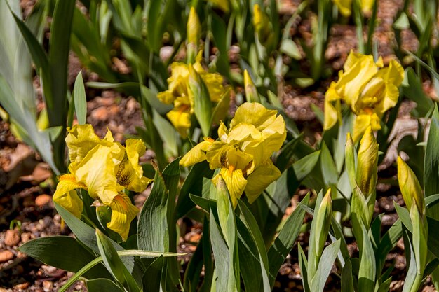 Lentebloemen in de tuin