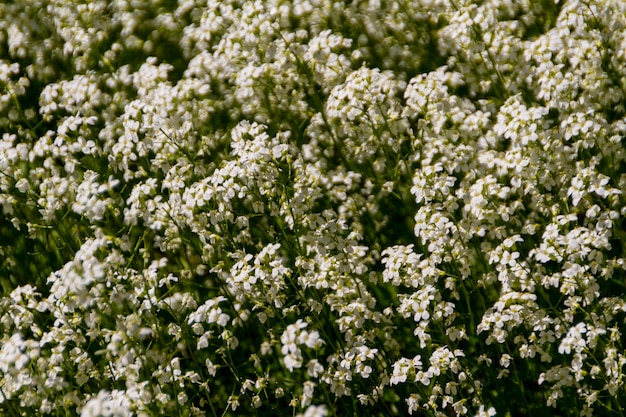 Lentebloemen in de tuin