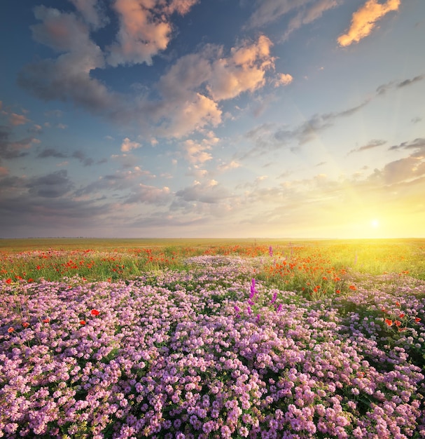 Lentebloemen in de wei Prachtige landschappen