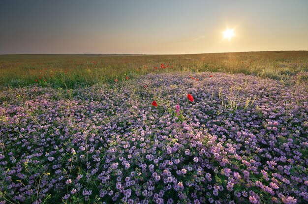 Lentebloemen in de wei Prachtige landschappen