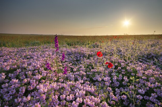 Lentebloemen in de wei