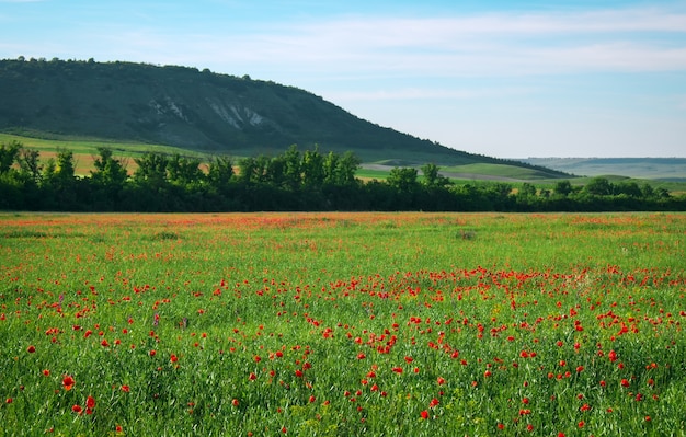 Lentebloemen in veld. Prachtig landschap. Samenstelling van de natuur