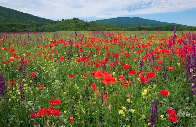 Lentebloemen in veld. Prachtig landschap. Samenstelling van de natuur