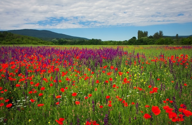 Lentebloemen in veld. Prachtig landschap. Samenstelling van de natuur