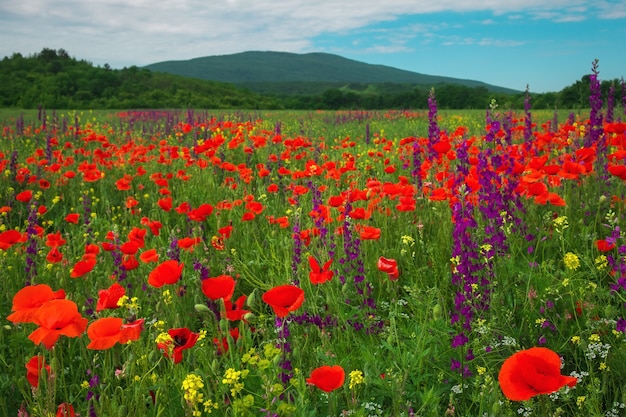 Lentebloemen in veld. Prachtig landschap. Samenstelling van de natuur