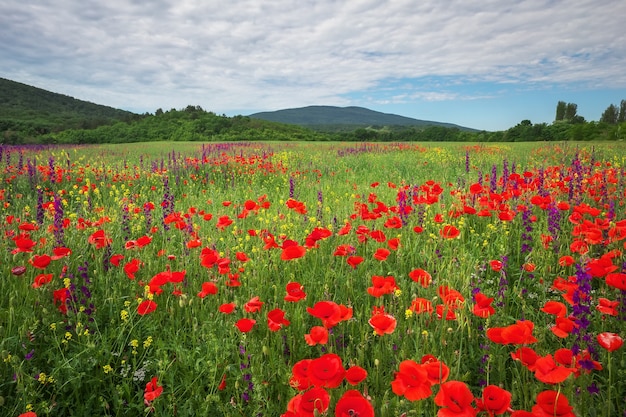 Lentebloemen in veld. Prachtig landschap. Samenstelling van de natuur