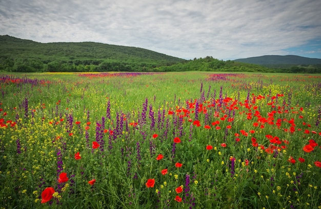 Lentebloemen in veld. prachtig landschap. samenstelling van de natuur