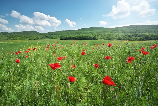 Lentebloemen klaproos in weide