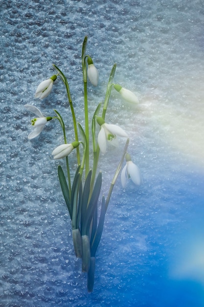 Lentebloemen Klein boeket van delicate sneeuwklokjes op een ijsachtergrond