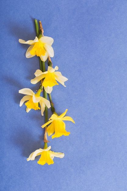 Lentebloemen op blauw papier oppervlak