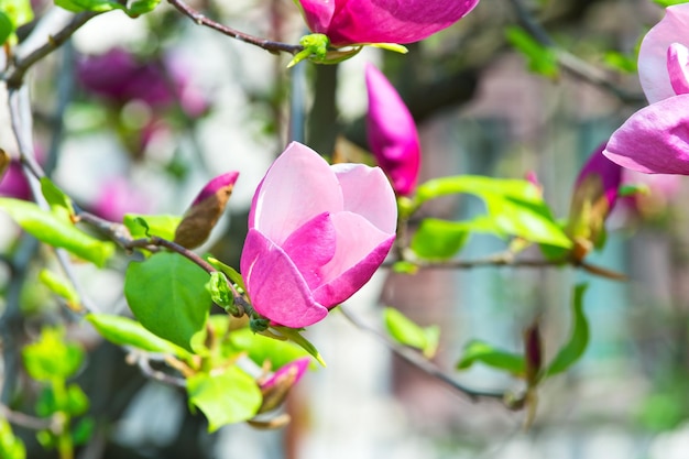 Lentebloemen op zonnige dag