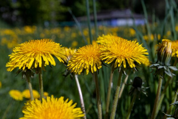 Lentebloemen paardebloemen op het veld tijdens de bloei