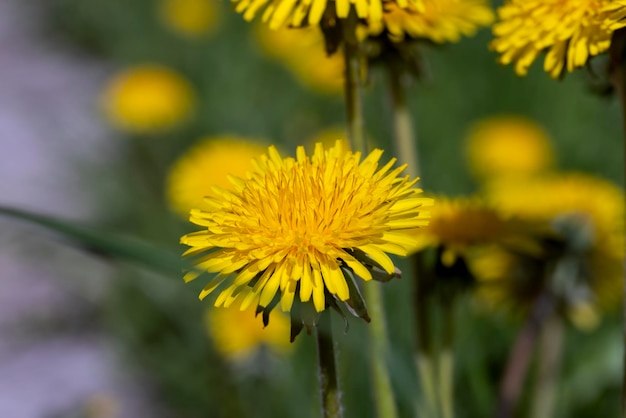 Lentebloemen paardebloemen op het veld tijdens de bloei