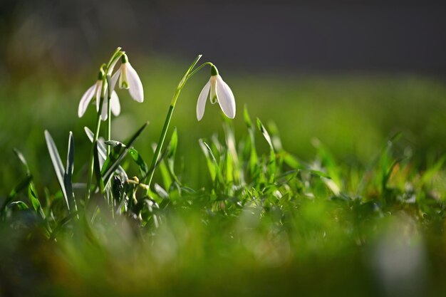 Foto lentebloemen sneeuwklokjes prachtig bloeiend in het gras bij zonsondergang amaryllidaceae galanthus